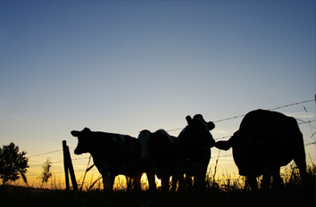 city-bank-ag-loans-livestock